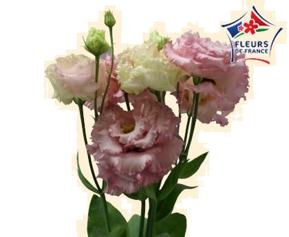 LISIANTHUS ROSE FDF (FR)